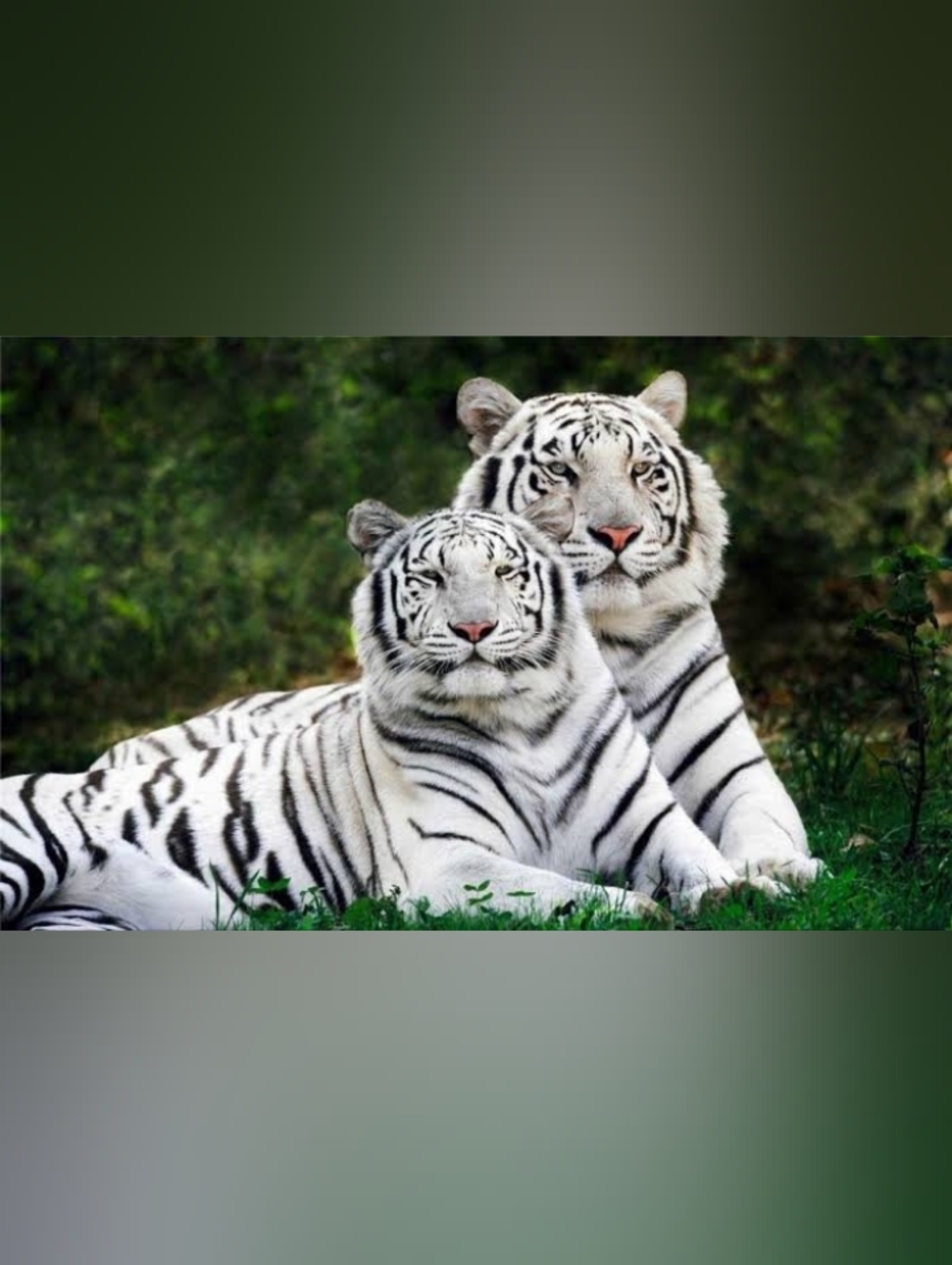 Large Custom Fridge Magnet Siberian Tiger Home Kitchen Decor